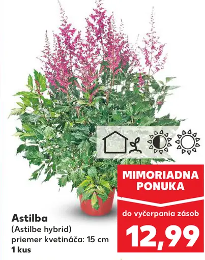 Astilba