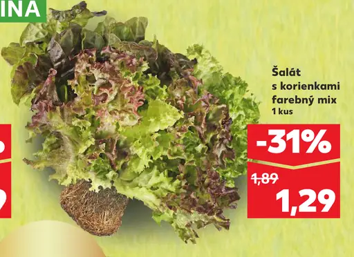 Šalát s korienkami farebný mix