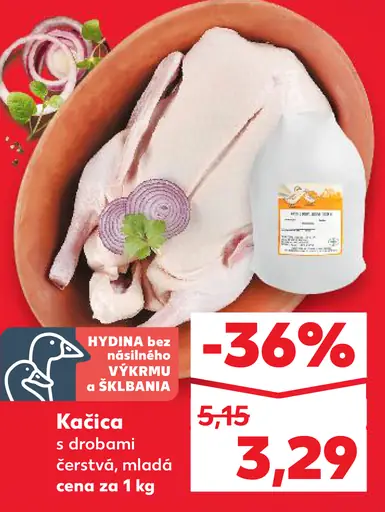 Kačica