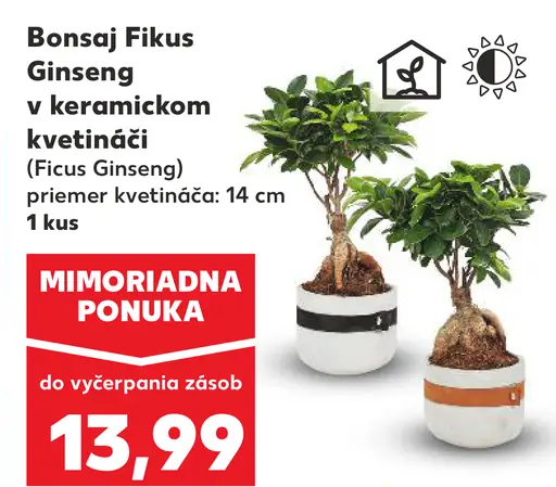 Bonsaj Fikus Ginseng v keramickom kvetináči