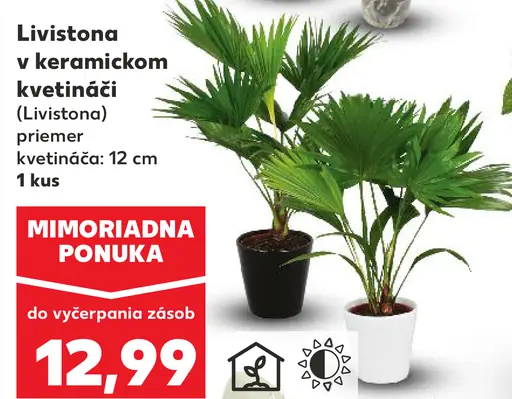 Livistona v keramickom kvetináči
