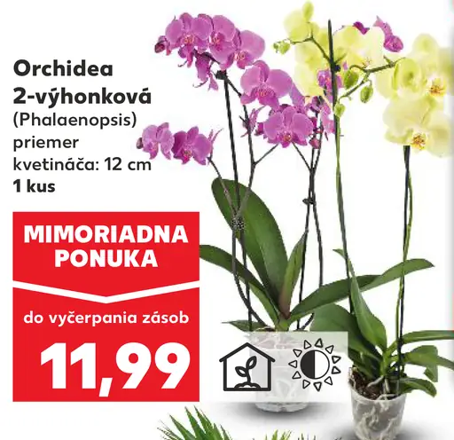 Orchidea 2-výhonková