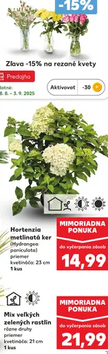 Hortenzia metlinatá ker