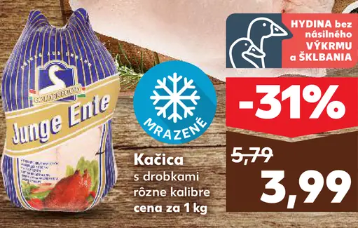 Junge Ente Kačica s drobkami
