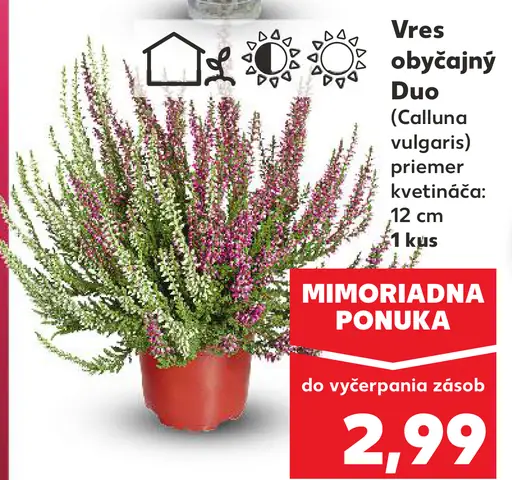 Vres obyčajný Duo (Calluna vulgaris)