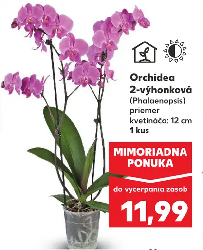 Orchidea phalaenopsis 2-výhonková