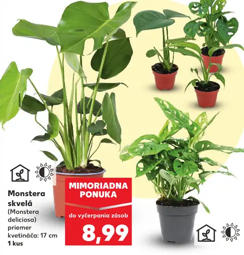 Monstera skvelá (Monstera deliciosa)
