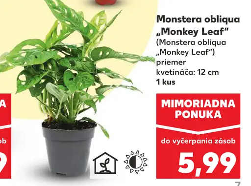 Monstera obliqua 'Monkey Leaf' (Monstera obliqua 'Monkey Leaf')