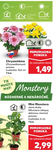 Chryzantéma (Chrysanthemum)
