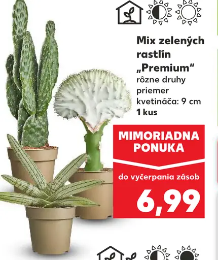 Mix zelených rastlín "Premium"