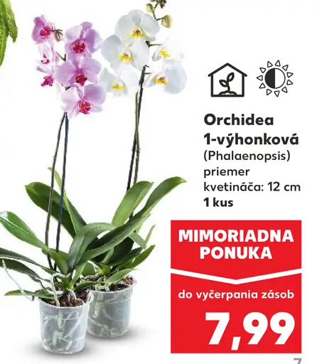 Orchidea 1-výhonková (Phalaenopsis)