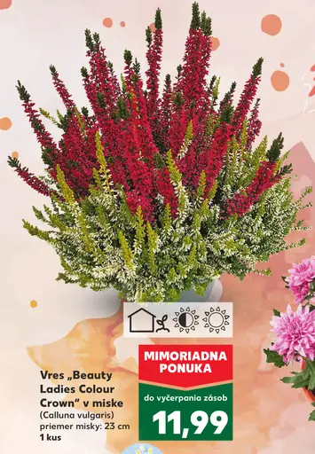 Vres Beauty Ladies Colour Crown
