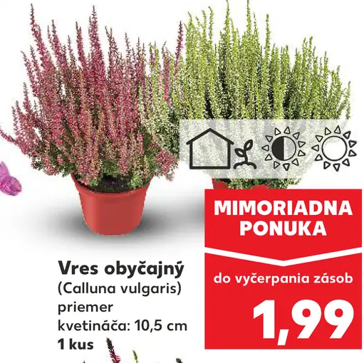 Vres obyčajný