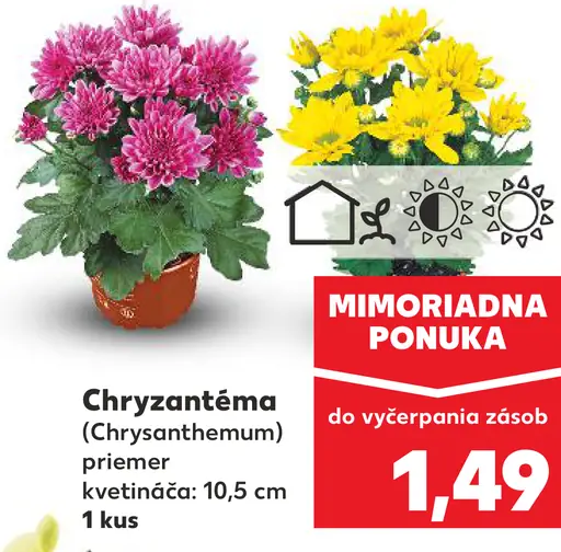 Chryzantéma