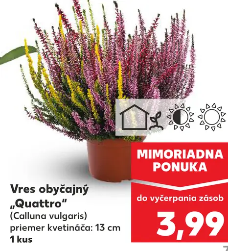 Vres obyčajný „Quattro“