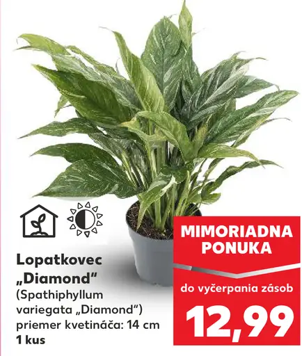 Lopatkovec diamond variegata