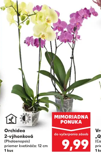Orchidea 2-výhonková