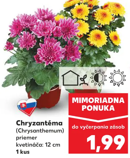 Chryzantéma