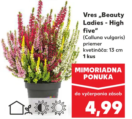 Vres "Beauty Ladies - High five"