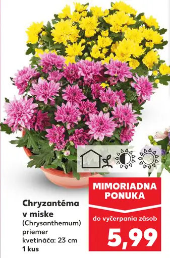 Chryzantéma v miske