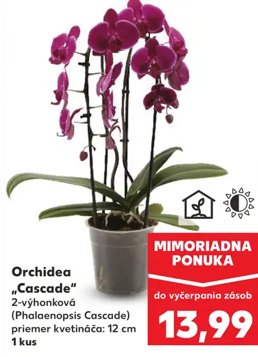 Orchidea Cascade
