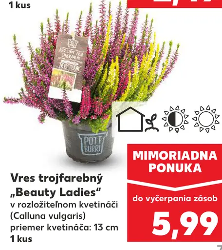 Vres trojfarebný „Beauty Ladies“