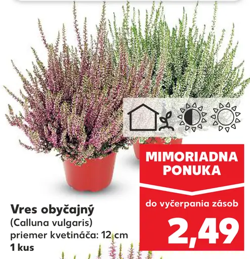 Vres obyčajný