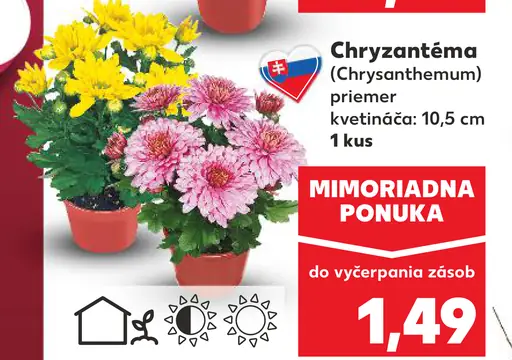 Chryzantéma
