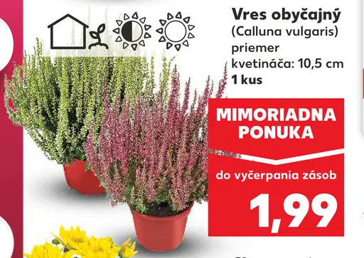 Vres obyčajný