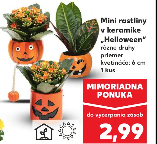 Mini rastliny v keramike 'Helloween'