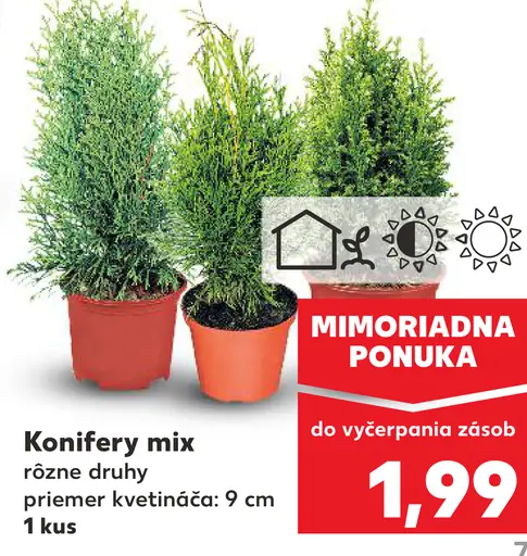 Konifery mix