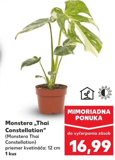 Monstera 'Thai Constellation'