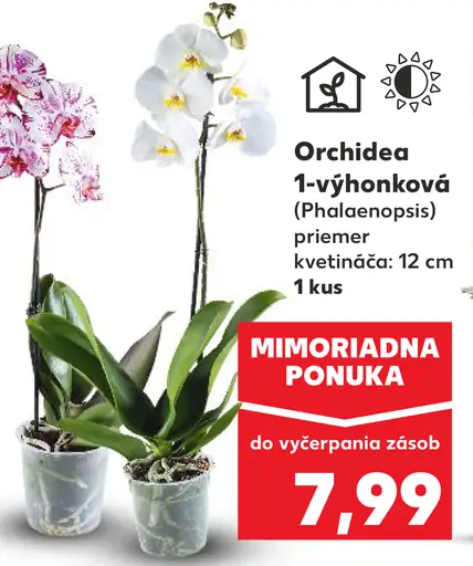 Orchidea 1-výhonková
