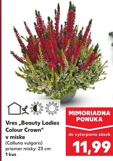 Vres Beauty Ladies Colour Crown