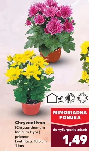 Chryzantéma (Chrysanthemum Indicum Hybrid)