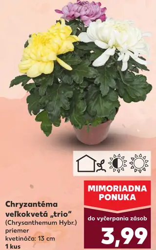 Chryzantéma veľkokvetá "trio" (Chrysanthemum Hybrid)