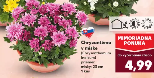 Chryzantéma v miske (Chrysanthemum Indicum)