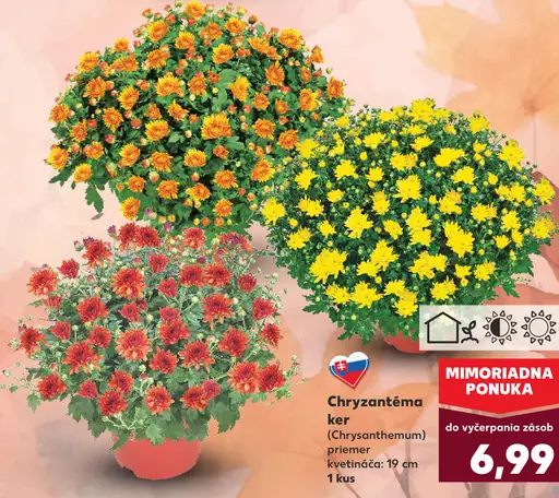 Chryzantéma ker (Chrysanthemum)