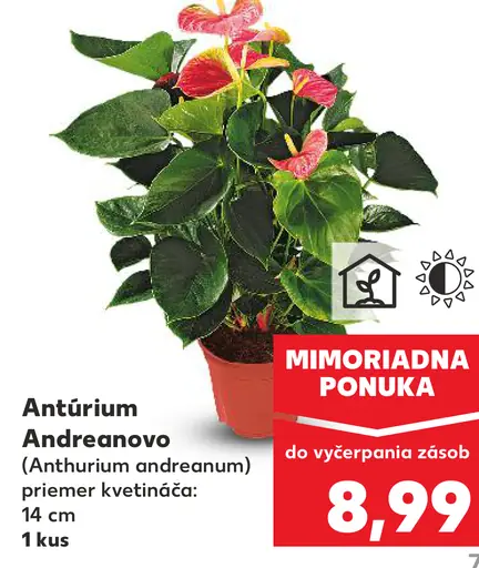 Antúrium Andreanovo