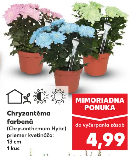 Chryzantéma farbená