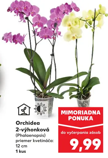 Orchidea 2-výhonková