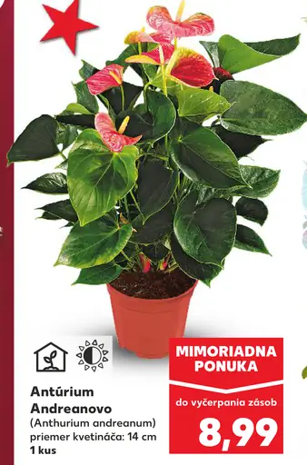 Antúrium Andreanovo