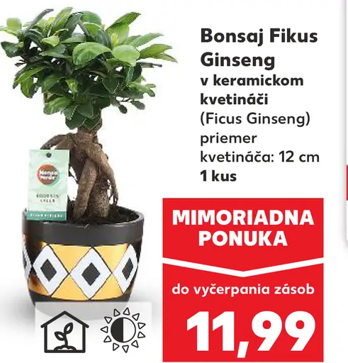 Bonsaj Fikus Ginseng