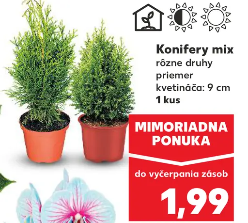 Konifery mix