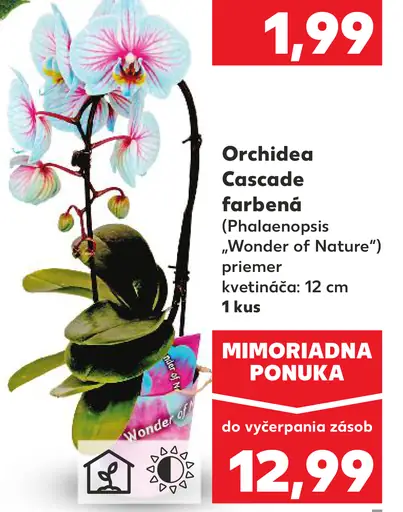 Orchidea Cascade farbená