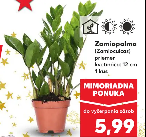 Zamioculcas