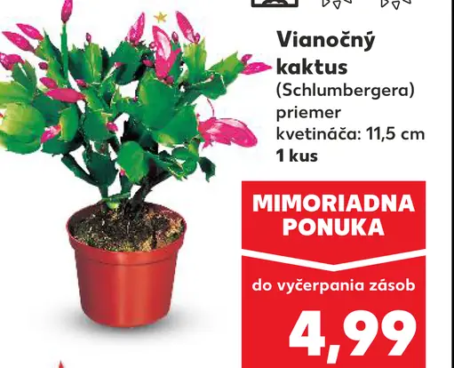 Vianočný kaktus