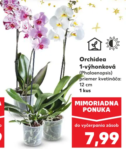 Orchidea 1-výhonková