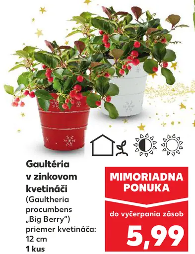 Gaultéria v zinkovom kvetináči