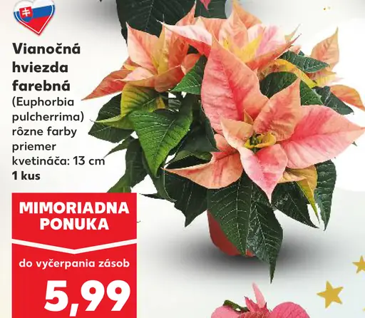 Vianočná hviezda farebná